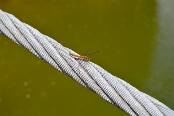 Dragonfly resting on the rope of the bridge 