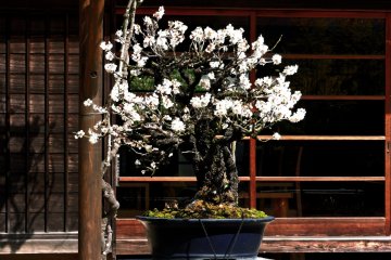 A bonsai plum tree