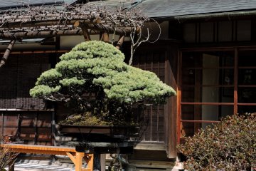 Takao Komagino Garden