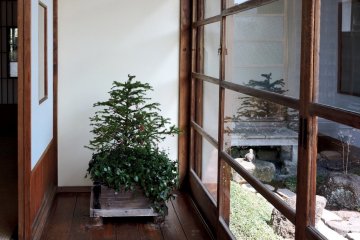 A bonsai in the corridor