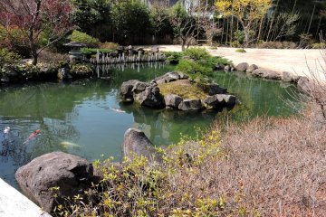 There are some beautiful koi in the pond