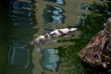 One of the colorful koi in the pond.