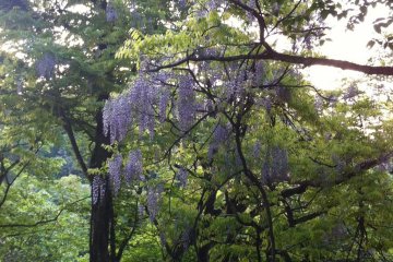 <p>Pohon Fuji (wisteria Jepang) sedang berbunga</p>