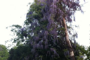 <p>Ini adalah pohon wisteria yang besar</p>