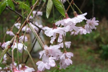 <p>Sakura abounds here in the spring</p>