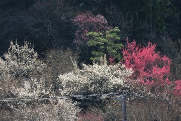 Bunga-bunga dengan warna merah, pink, dan putih