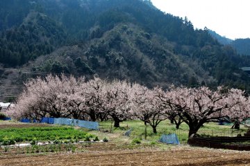 Perkebunan plum di kaki bukit