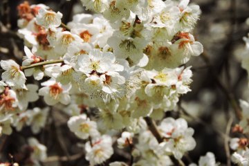 Anda harus mencium wangi bunga plum untuk benar-benar mengapresiasi keindahan bunga ini