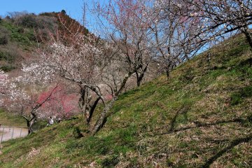 Kami mengakhiri pendakian kami di sebuah bukit yang dipenuhi dengan bunga plum