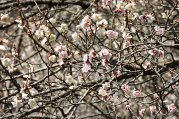 Plum Blossom Trail in Takao