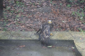 <p>A crested serpent eagle's eyes and talon keeps if from blending into its captive habitat</p>