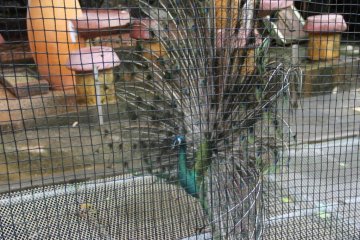 <p>An Inidan peafowl can't help but stand out</p>