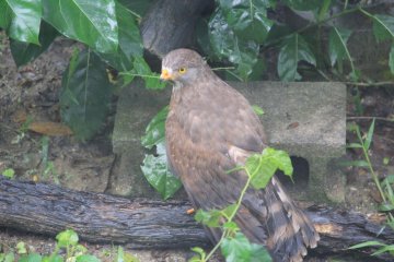 <p>A grey-faced buzzard is a bird of prey</p>
