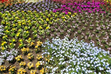 "Porchbox" blooms on display