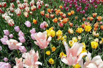 Beautiful colors