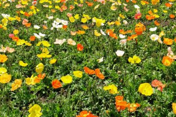 A field of poppies