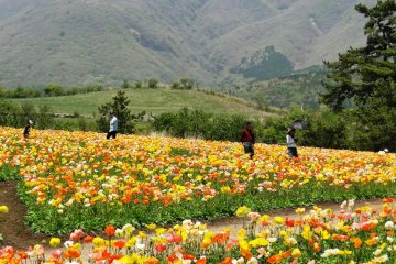 Poppies with the Kuju Mountains the the background