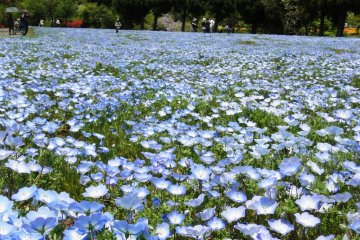 Sky blue nemophila
