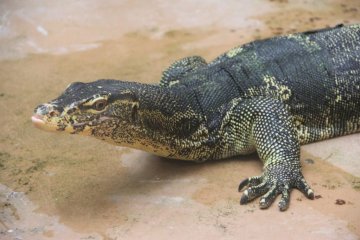 <p>Water Monitors' native range is from the Indian subcontinent to indonesia</p>
