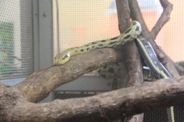 <p>The Taiwan beauty snake's body is spotted black toward its head giving way to a striped tail</p>