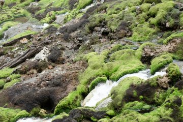 Mossy rocks