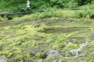 Green moss
