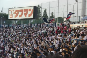 <p>Swallows fanatics</p>
