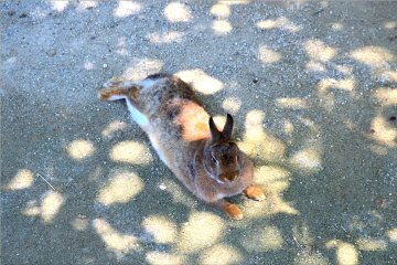 Bunny resting