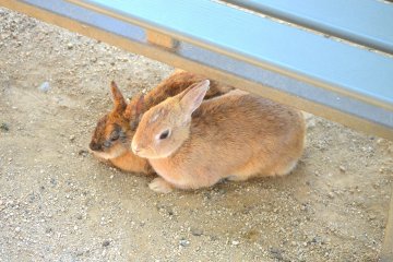 Two bunnies relaxing under a bench