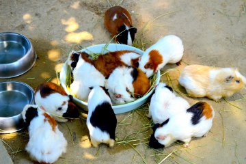 Guinea pigs gathering 