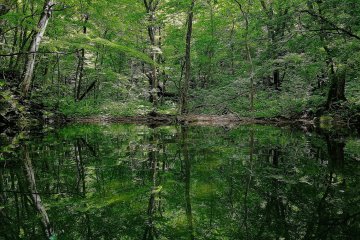 Perfect mirror