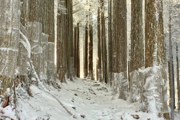 Snowy trail