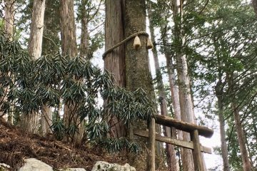 Marriage Trees