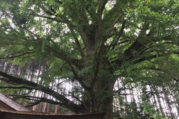 Giant Ginkgo Tree