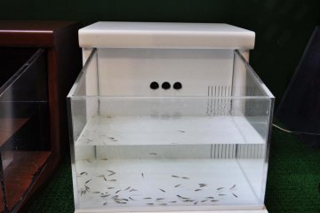 One of the smaller tanks I saw for the fish pedicures