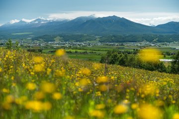 Pemandangan bukit di Furano 