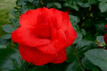 "Roses are red, violets are blue...."