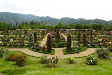 Menikmati indahnya kebun mawar dari gazebo yang terselip di atas bukit