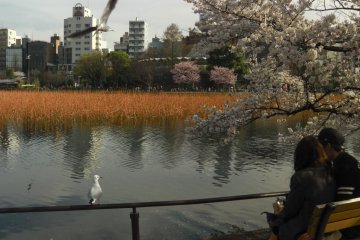 Ueno Park Cherry Blossoms