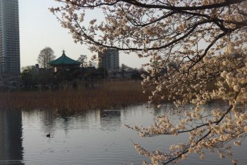 This is what I think of when I think of Japan