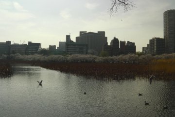 Nice weather for ducks