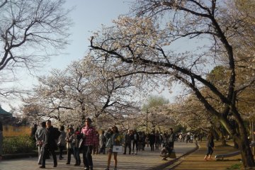 Strolling through the park on a spring day