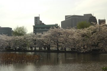 A line of trees through Shinobazu Pond