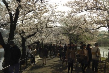 The prettiest walk in Tokyo
