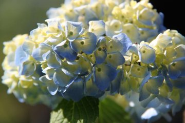 Hydrangeas (ajisai) bloom in late spring. There are also some beautiful cherry blossom spots nearby if you’re visiting in early spring.