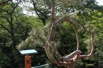 An interesting tree named Moon Pine (Tsuki no Matsu). It really resembles a moon with clouds around it! The famous Japanese painter, Hiroshige, included this tree in his series of ukiyo-e prints, One Hundred Famous View of Edo.