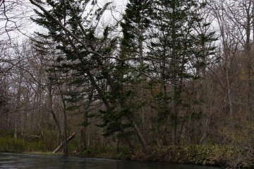 Lots of fallen trees to navigate around