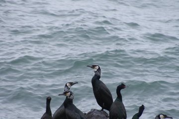 <p>Spectacled Guillemots congregate along the peninsula</p>