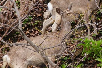 <p>Sika Deer stop for a bite to eat</p>