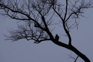 <p>White-tailed Eagle at dusk</p>